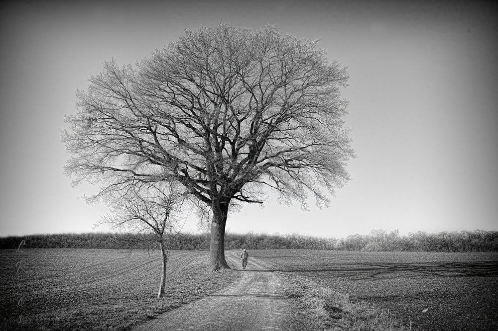 Одинокое дерево