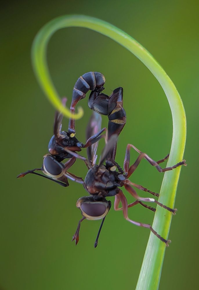 Mating Physocephala Thick headed Fly