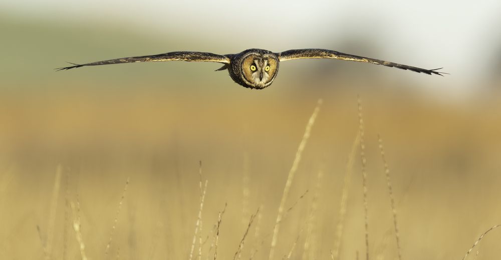 Long-eared Owl