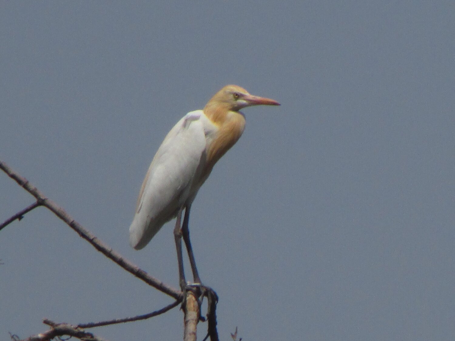 Yellow billed egret