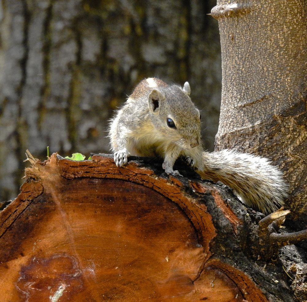 Photograph by Wilvia Dsouza