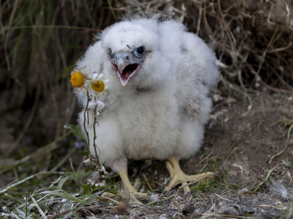 Соколенок  Сапсана