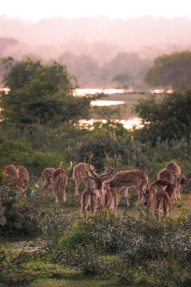 Photograph by Osanda Indumina Somaratna