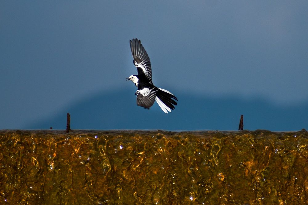 Photograph by Dibyajyotipanda