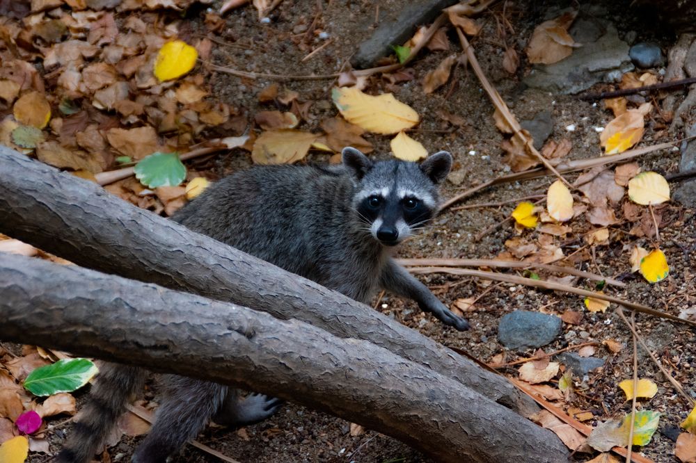 Photograph by Juan Carlos Pascual López