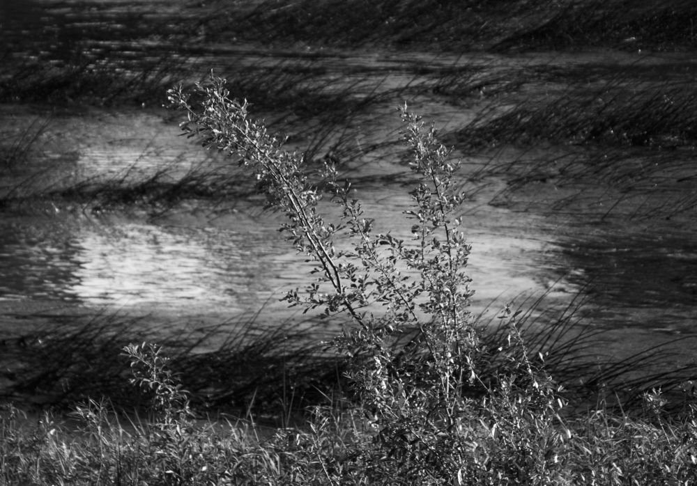 Photograph by Елена Никитина