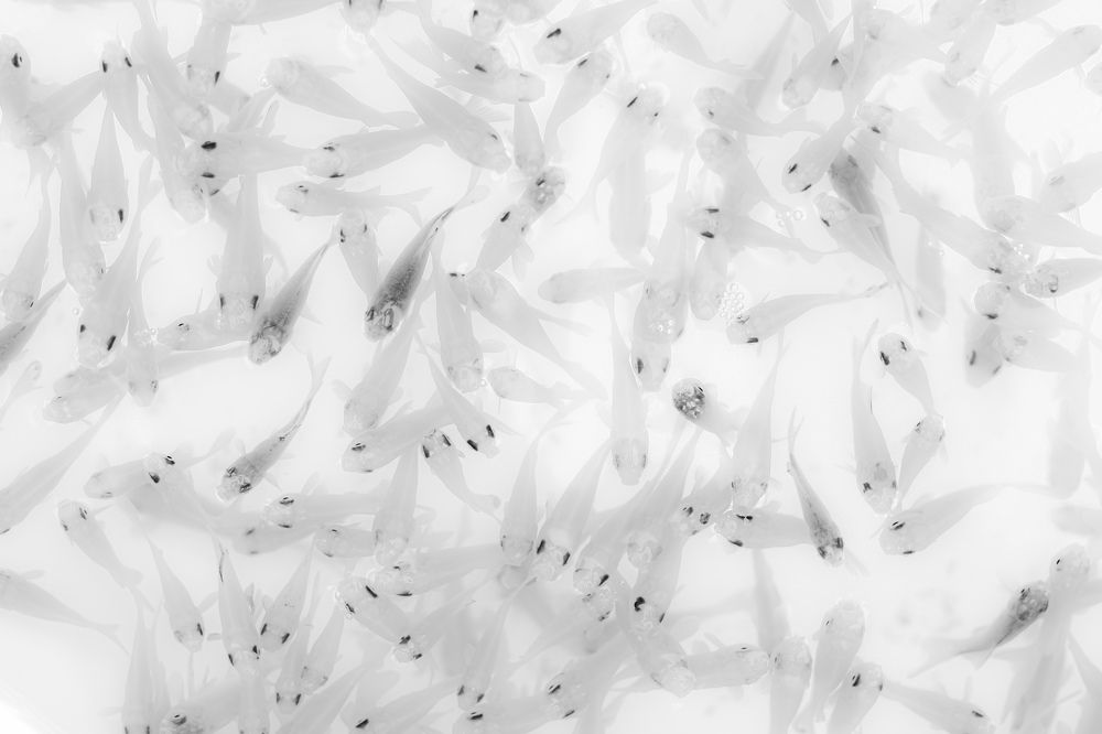 Photograph by Mostafa Mortazavi