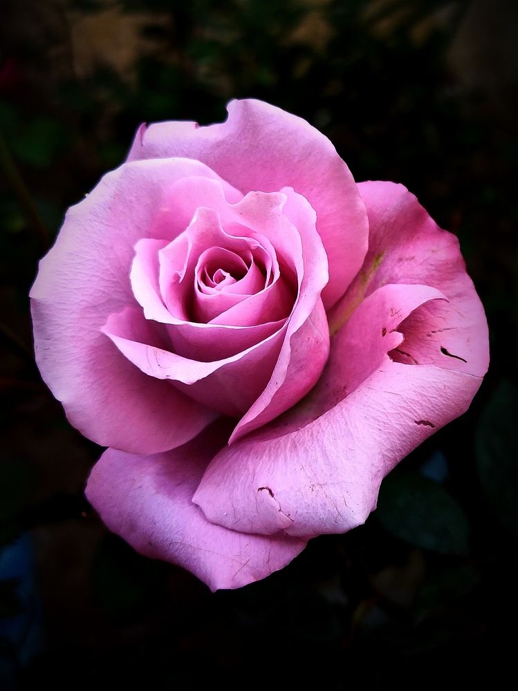 Photograph by Puja Sadhu