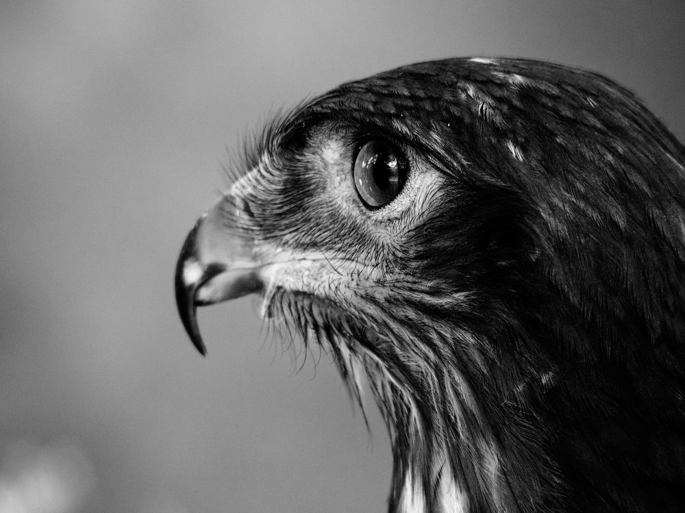 Photograph by Abdolreza Aleagha