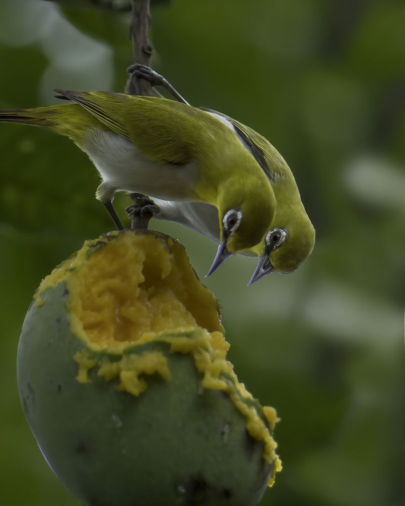 Photograph by Sarath De Vass Gunawardane