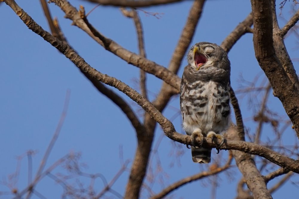 Photograph by Yogesh G shid