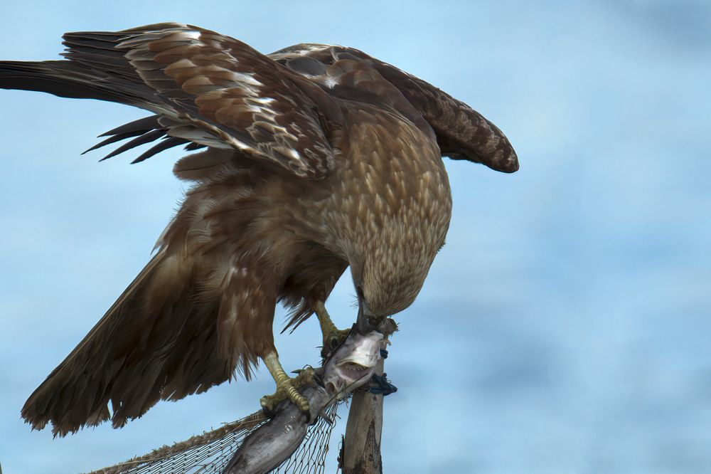 Photograph by Sarath De Vass Gunawardane