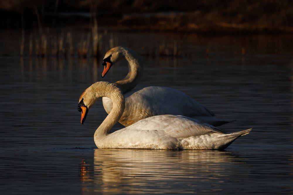 Photograph by Geoffrey Tipton