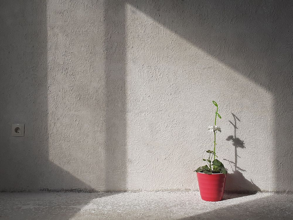 Комнатный цветок