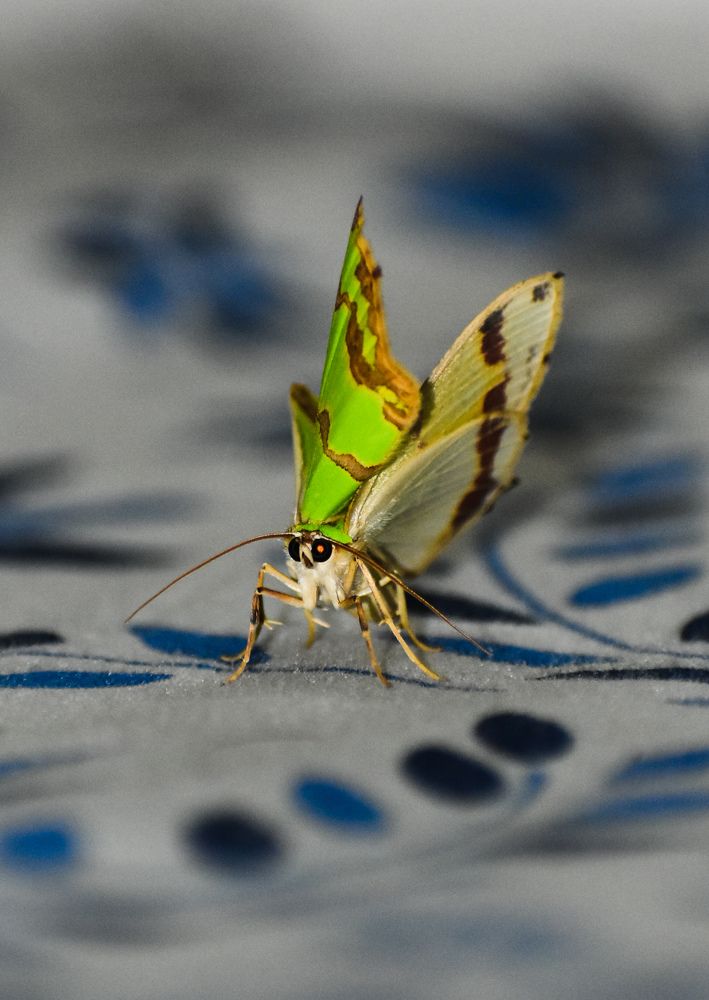 Green Butterfly