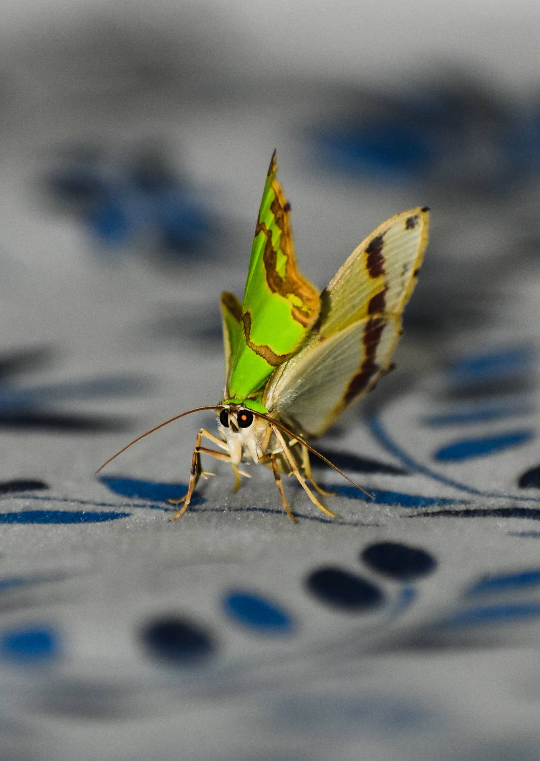 Green Butterfly