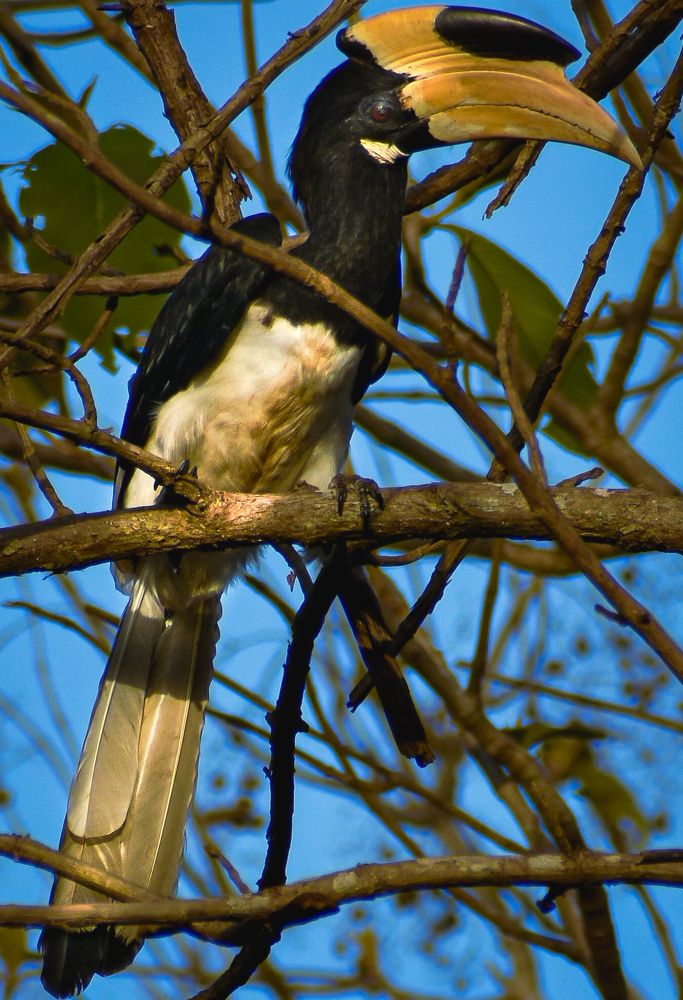 Great Indian Hornbill