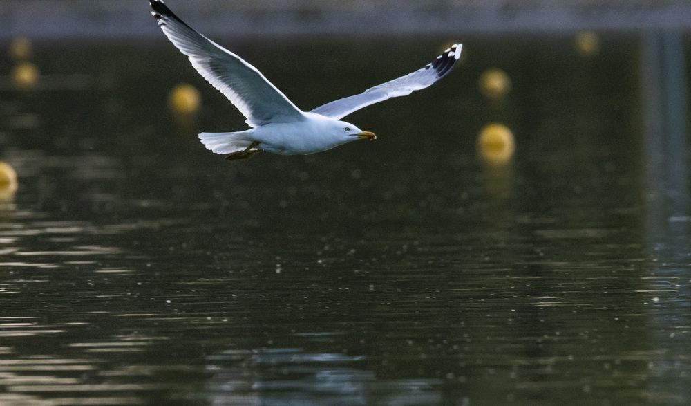 Photograph by Станимир Каменов