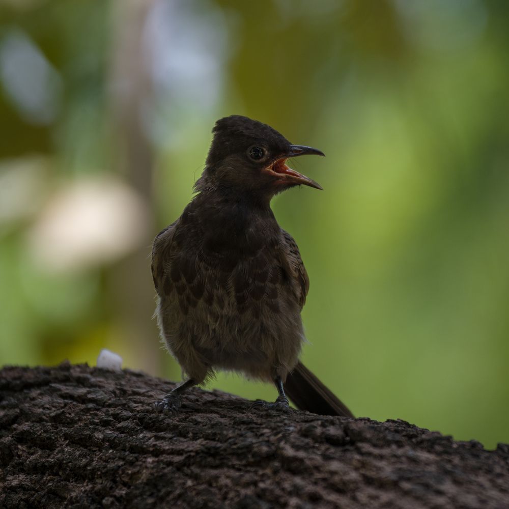 Photograph by Amit Singla