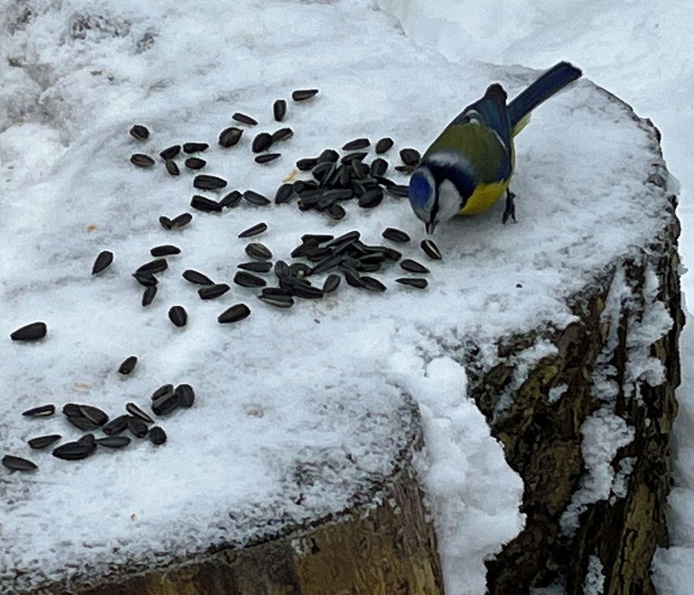 Лазоревка...!