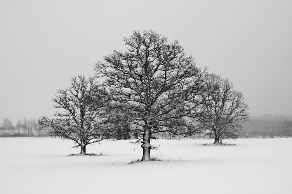 Фотография автора Сергей Барановский