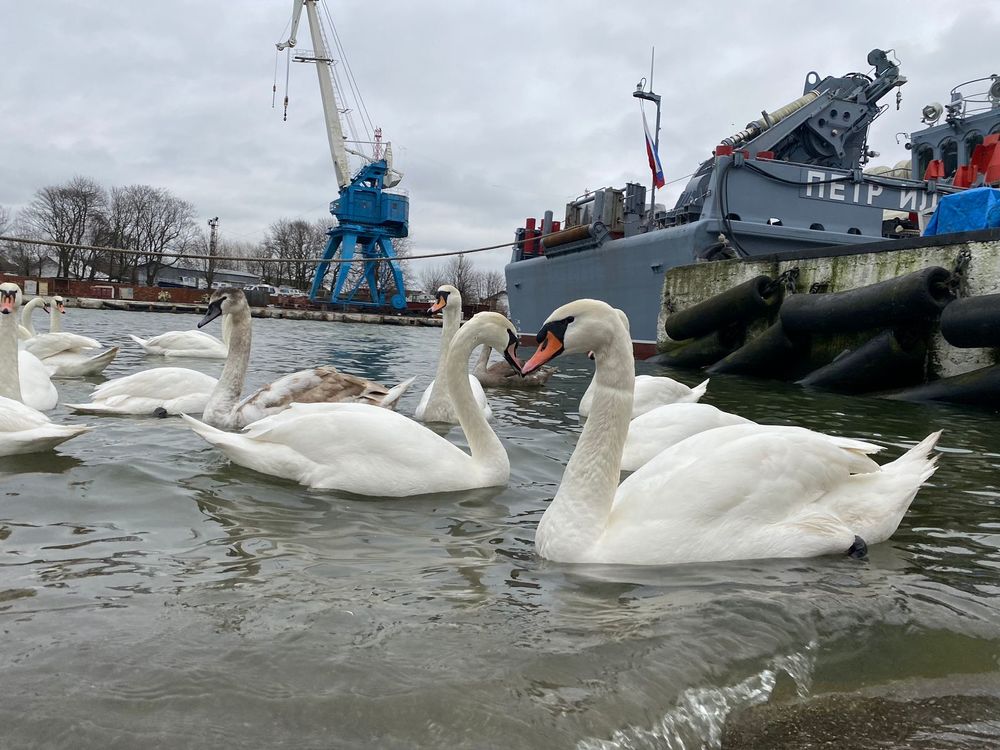 Photograph by Алексей Савенков