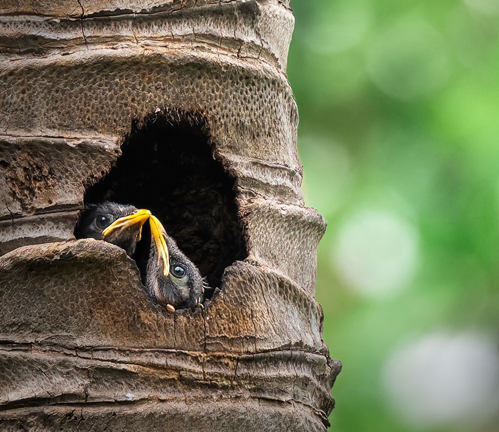 The emotional bond of blood is stronger than love.