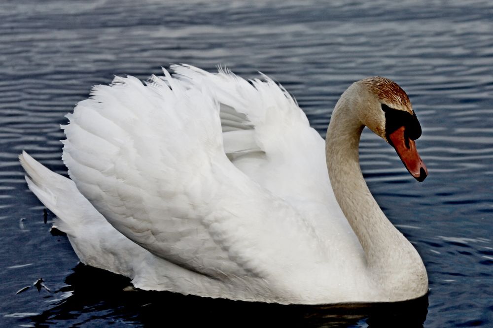 Фотография автора Сергей Барановский
