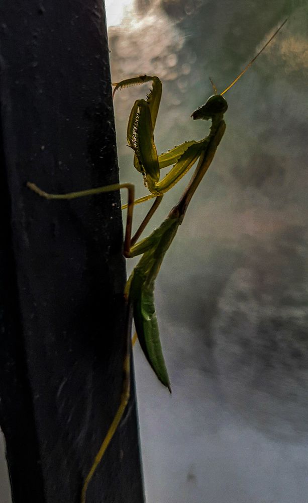 Green mantis