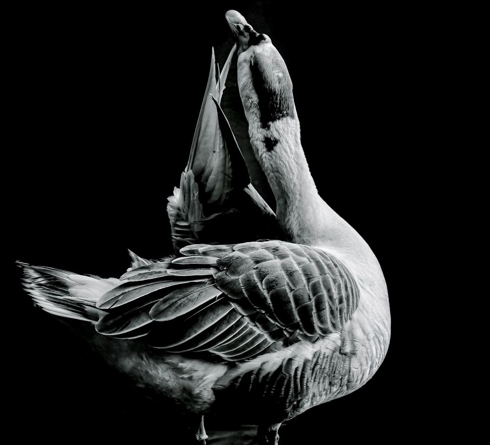 Photograph by Soib Shanto