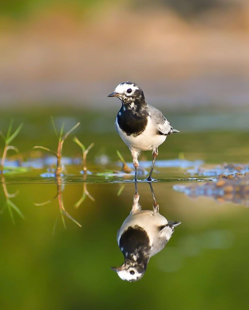 Photograph by Anish Bhuin