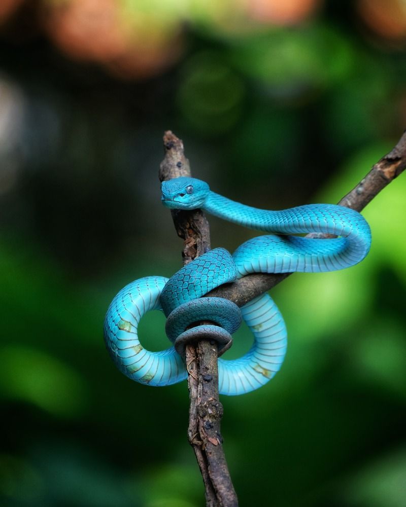 Photograph by Astried Marini