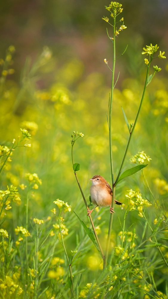 Photograph by Anish Bhuin