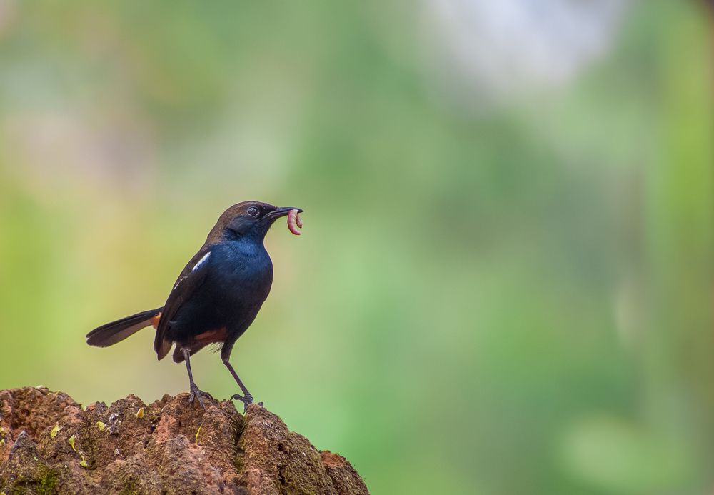 Photograph by Anish Bhuin