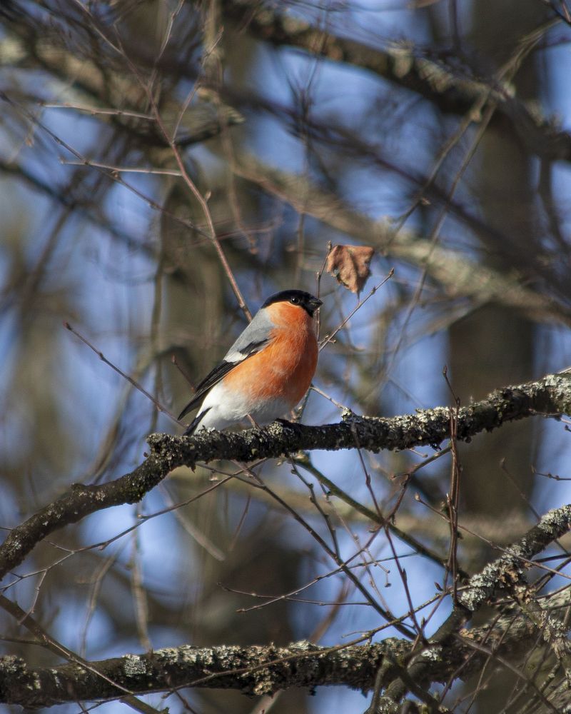 Photograph by Татьяна Шустрова