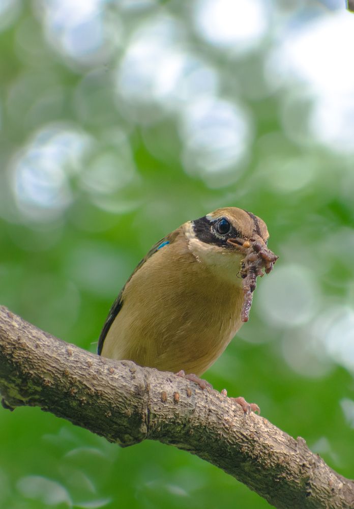 Photograph by Anish Bhuin