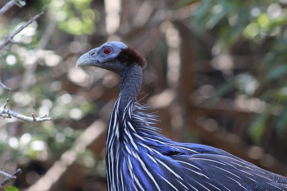 Photograph by Mbulelo Zalekile