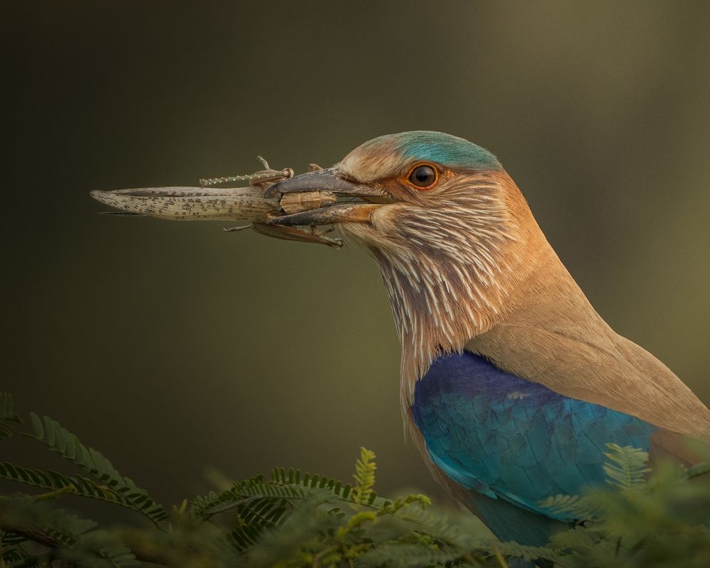 Photograph by Ravindra Kapu