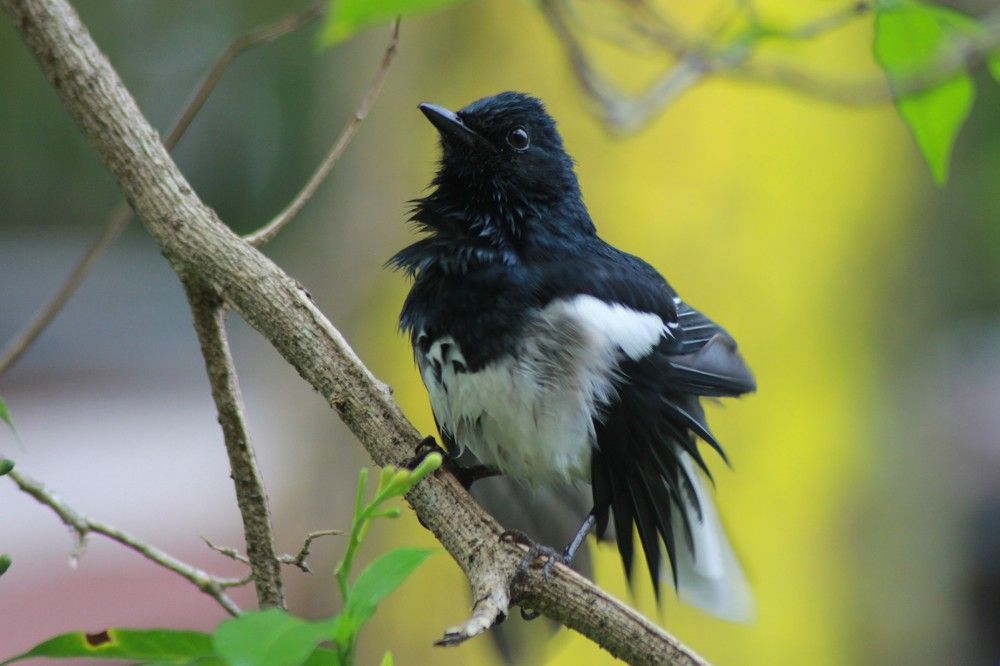 Photograph by Harsh Keppetipola