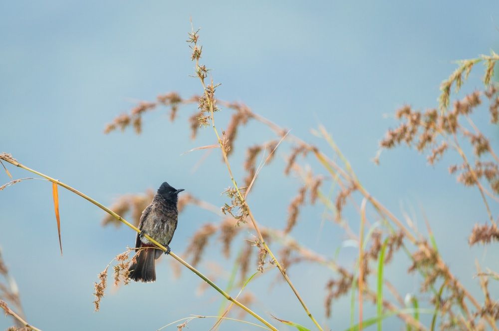 Photograph by Harsh Keppetipola