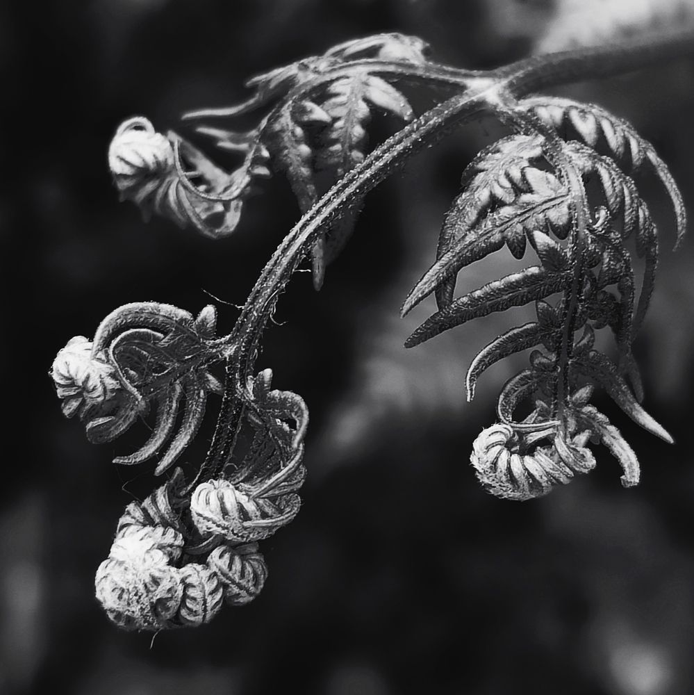 Photograph by Halina Mitsevich