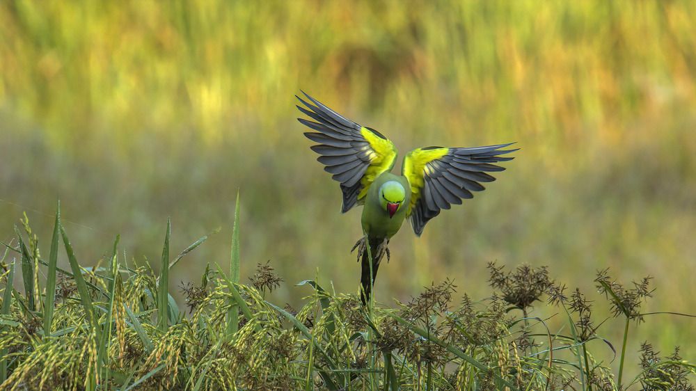 Photograph by Sarath De Vass Gunawardane