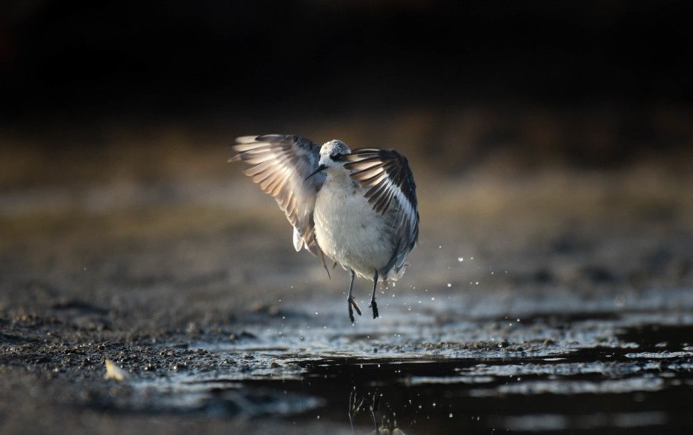 Red-necked phalarope