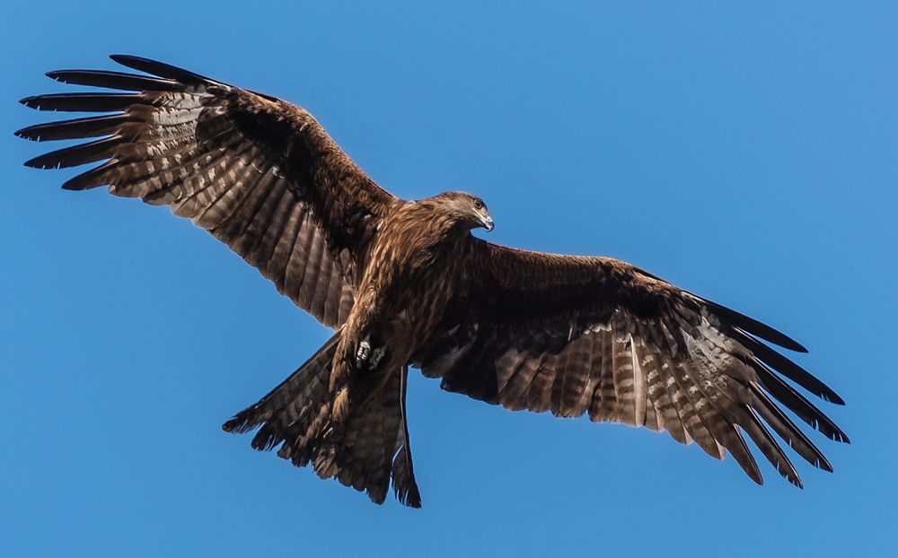 Photograph by Игорь Адамов