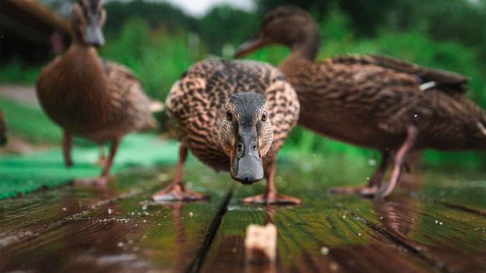 Photograph by Artem Khazov