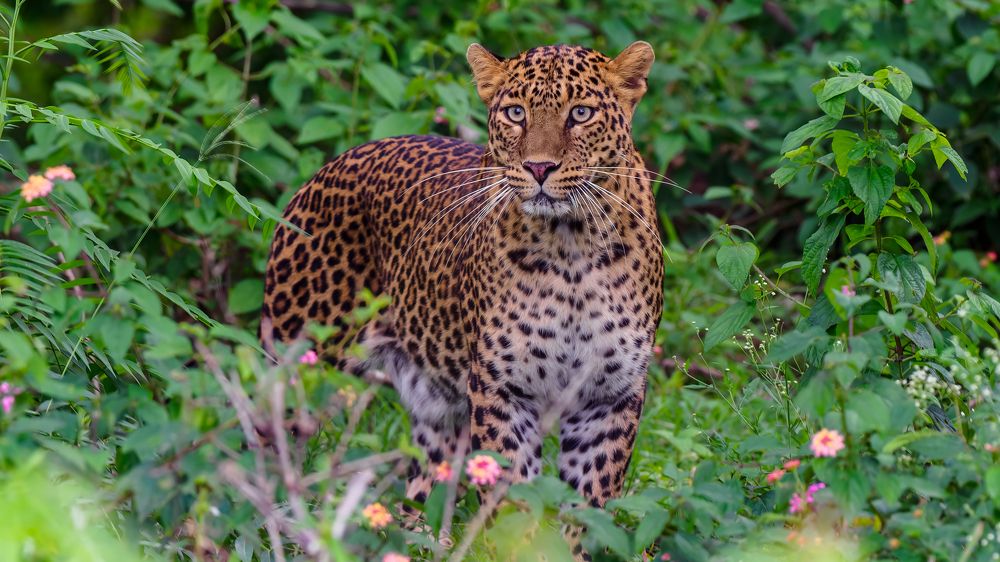 Photograph by Venkat Mangudi