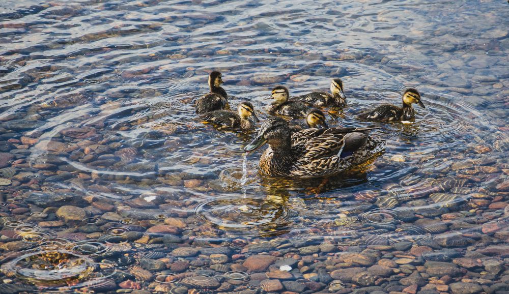 Photograph by Игорь Черемных