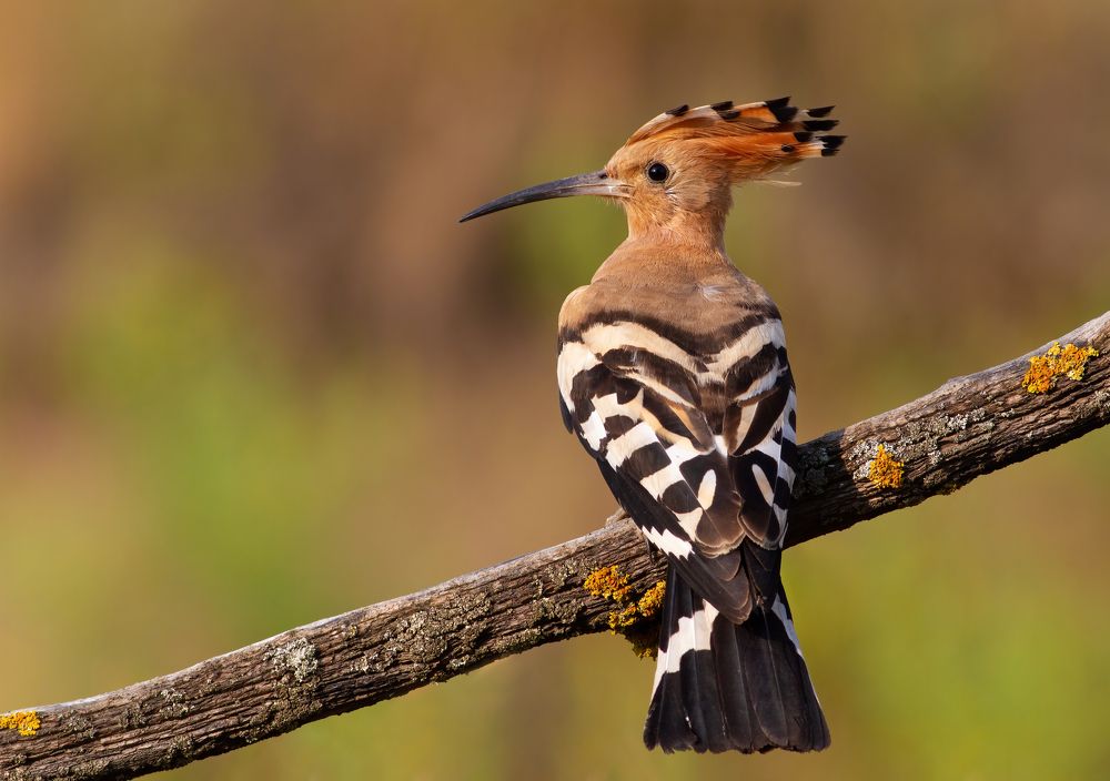 Photograph by Юрий Балагула