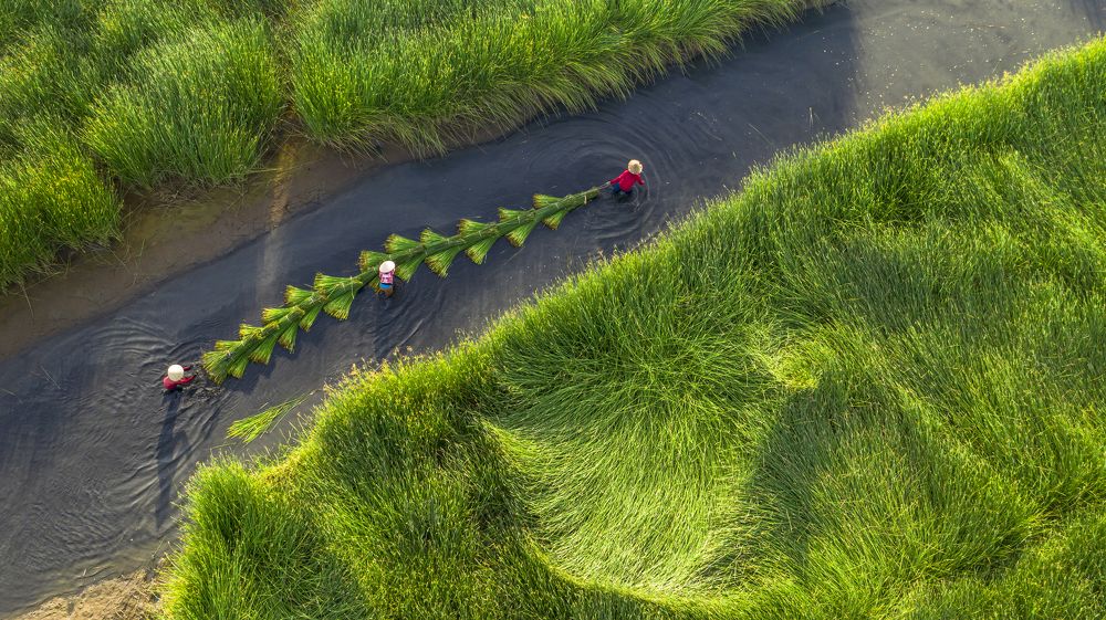 Sedges harvest season