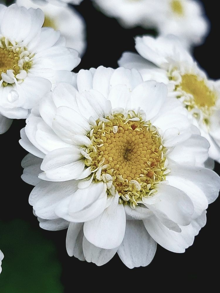 Photograph by Ольга